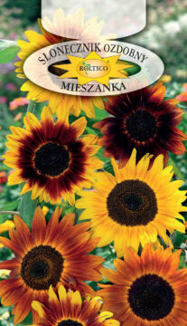 Słonecznik ozdobny - Wysoki pojedyn. Mieszanka