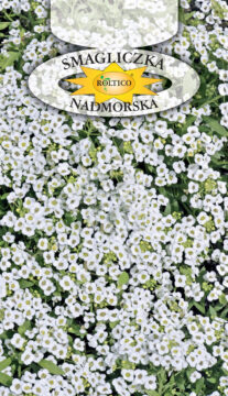 Smagliczka nadmorska - Biała