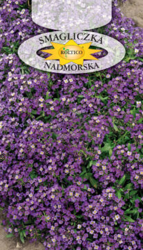 Smagliczka nadmorska - Fioletowa