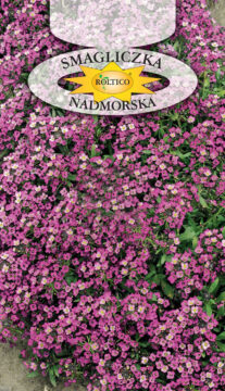 Smagliczka nadmorska - Różowa