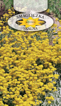 Smagliczka skalna - żółta