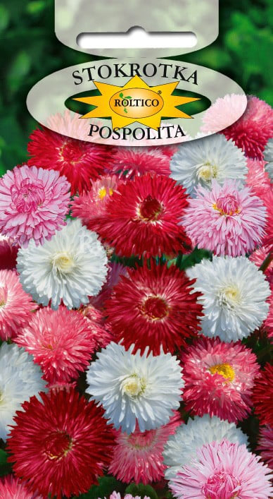 Stokrotka Pospolita - Monstrosa - Mieszanka