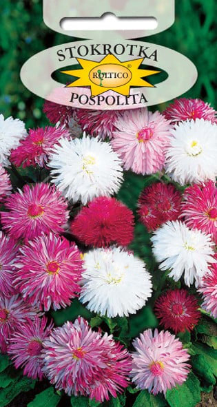 Stokrotka Pospolita - Monstrosa - Mieszanka - obrazek 2