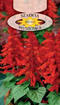 Szałwia błyszcząca czerwona - wysoka
