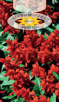 Szałwia błyszcząca czerwona - Picolo - niska