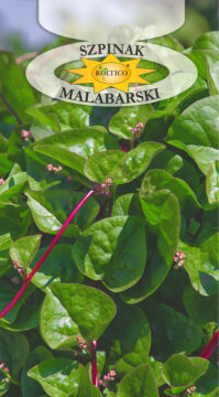 Szpinak Malabarski
