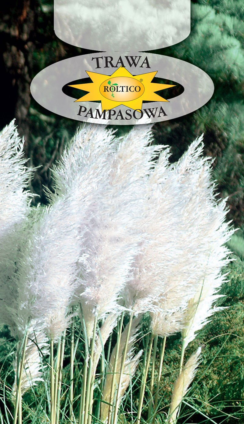 Trawa pampasowa - Biała
