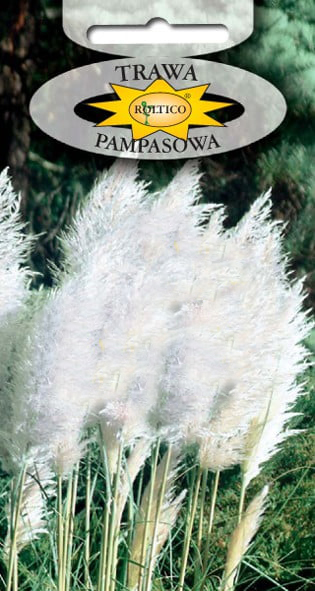 Trawa pampasowa - Biała - obrazek 2