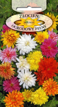 Złocień ogrodowy - Mieszanka