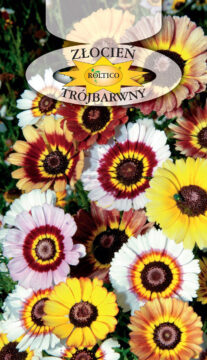 Złocień trójbarwny